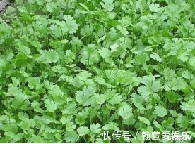 园子中种几棵香菜，调味时必备，方便又新鲜