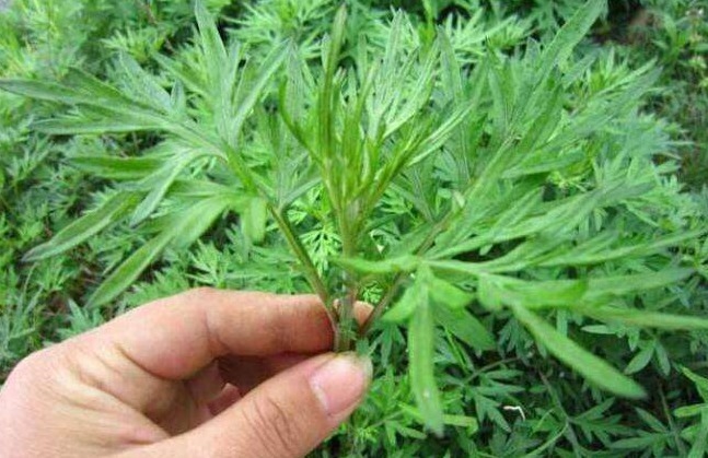 子宫|子宫决定你的“容貌”,常吃3种食物,滋补美容,温暖子宫