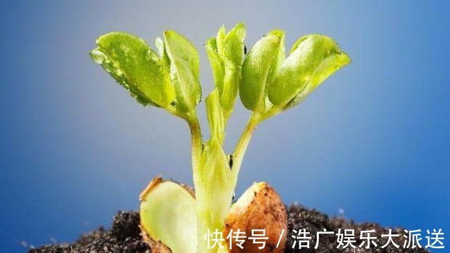 马铃薯|转告父母3种“食物”就算已经发芽,也可以放心的吃!