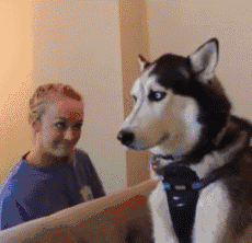 |搞笑GIF段子：七夕她要吃巧克力，让她老公买