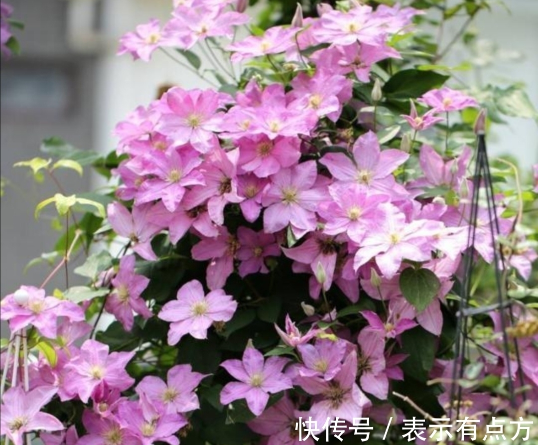 院子|院子里养上4种藤本花卉,花期开成花海,犹如美丽画卷