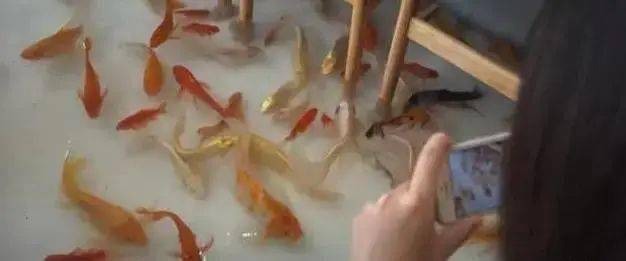 咋办|越南最特殊的咖啡厅,地板上养锦鲤,网友有脚气咋办