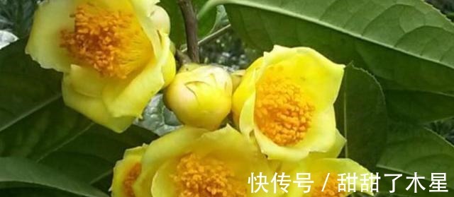 营养价值|这款金黄茶花，香气扑鼻，可以泡茶，营养丰富，观赏食用两不误！