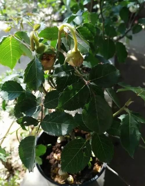 月季花开的不精神，植株突然萎蔫？都是因为没做好这一点！