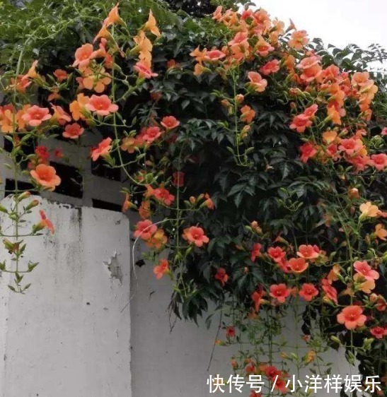 有3种夏季开的花,此时咔嚓“剪两刀”,侧枝变多,开花会更旺盛