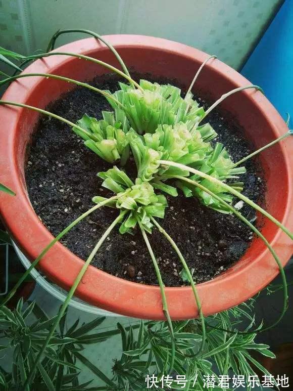 2种“霉运花”不要养家里,虽说无伤大雅,却安全“隐患”多