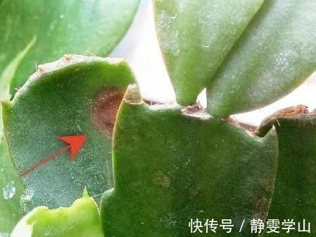 叶子|养护蟹爪兰，要注意8个要点，才能开出仙气飘飘花