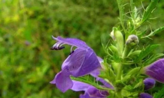 短毛|农村这野草叫“山薄荷”,对皮肤瘙痒有帮助,遇见记得采摘回家