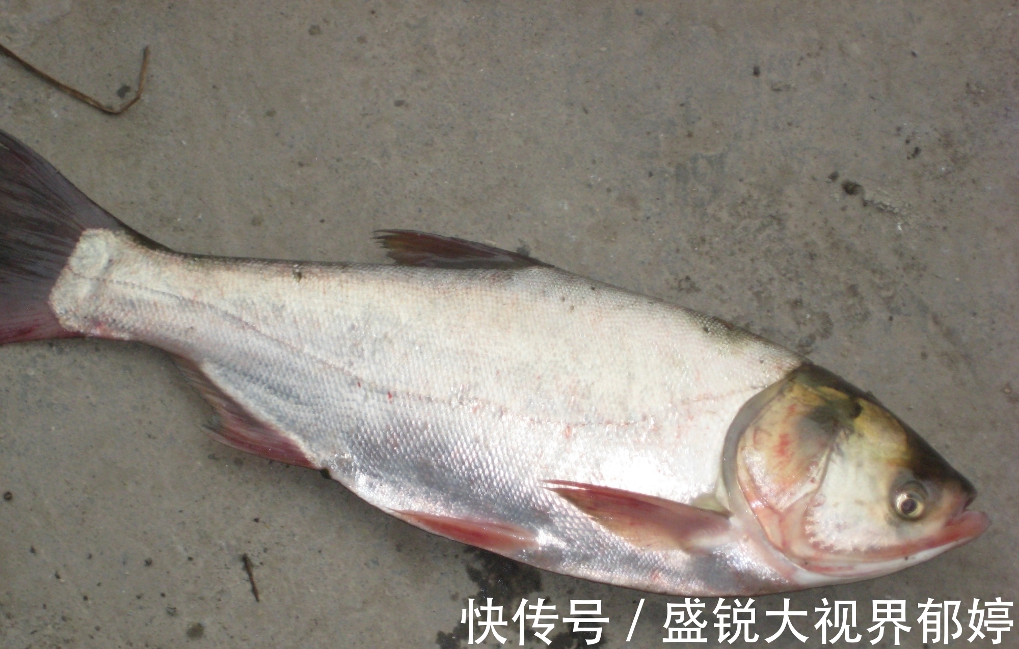 风浪|浮钓鲢鳙翘嘴的5个小技巧,野钓黑坑都有奇效,每次都能爆护