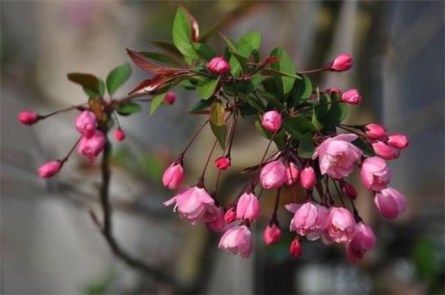 赏读蒋捷海棠春词：春晴也好，春阴也好，春雨如丝，绣出花枝红袅