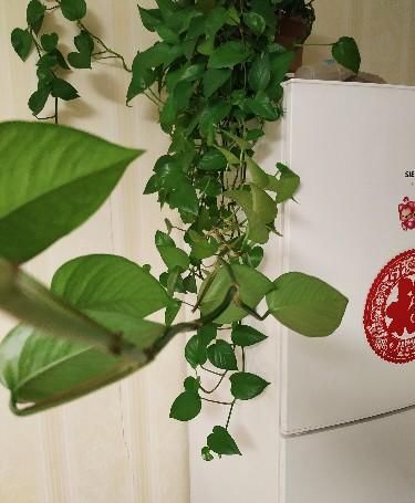  管理|绿萝生长慢，叶子没有精神，用三个方法管理绿萝，枝条年年猛长