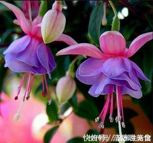 4种花最适合冬天养，浇水点就疯长，开花漂亮，人见人爱