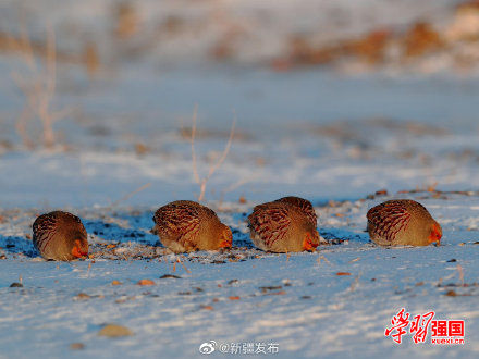 托里|新疆托里：好呆萌！灰山鹑雪地埋头觅食