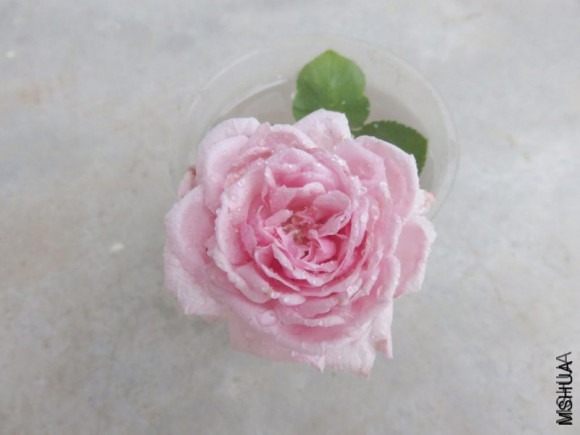 盘点最受欢迎的24种月季花，长得快、开花多，养了会上瘾！