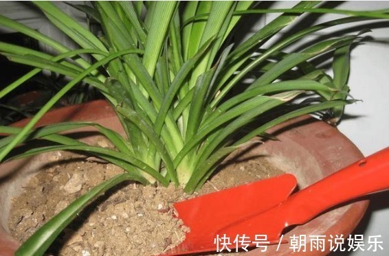 盆土板结，请不要“浇水”！浇完就烂根，你只需一技巧，轻松逆转