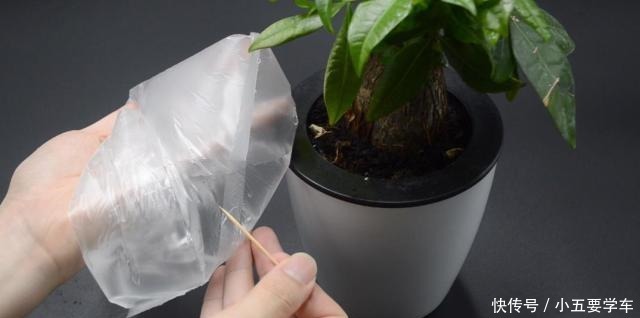 家里有养花的抓紧看看,学会这招,不烂根不生虫,花草越长越茂盛!