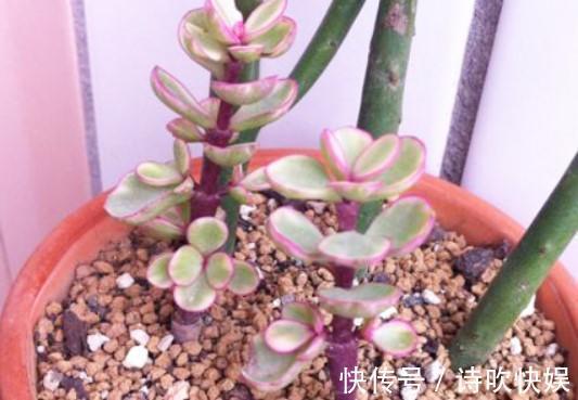 养了5年金枝玉叶修剪学点小方法，新芽嫩叶蹭蹭往外长！