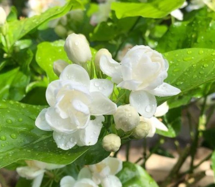  3种花开起花来拦不住，花朵鲜艳漂亮，最适合夏天养，香飘满院