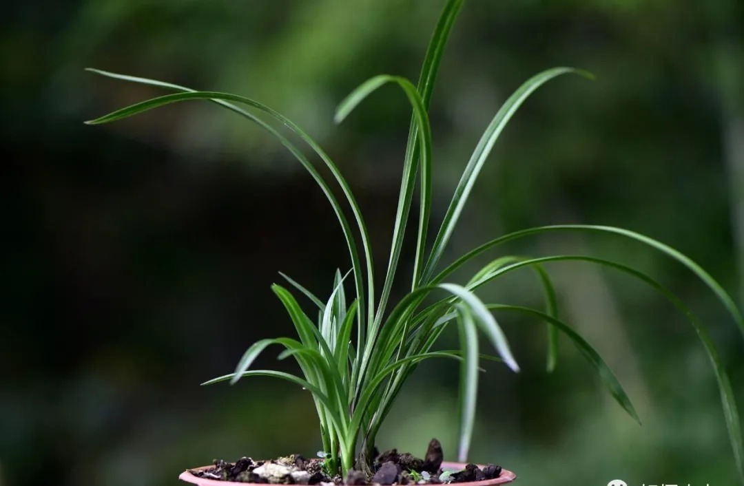 矿泉水|夏天兰花不好养?这4个坑不要再踩了,新手兰友都做过