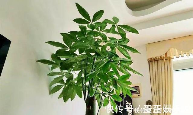 浇水|客厅养花有讲究,此三种树旺家招财,多养几盆好