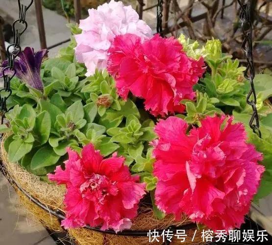 花盆|给花草换盆怕入坑掌握6处正确做法,再不用烦恼伤亡问题
