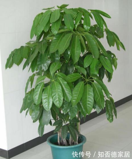 6种花真吉利，养在家里带来好兆头，长势健壮颜值高，值得拥有