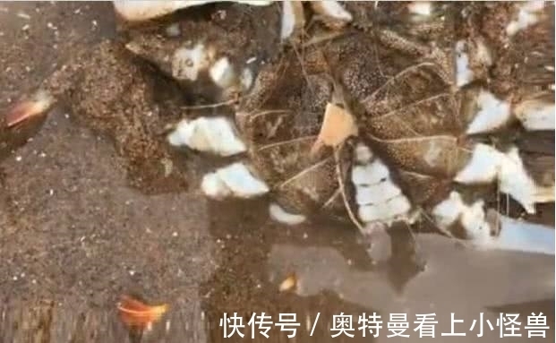 小伙在海边沙滩挖到一只螃蟹,洗干净后,小伙吓坏啦