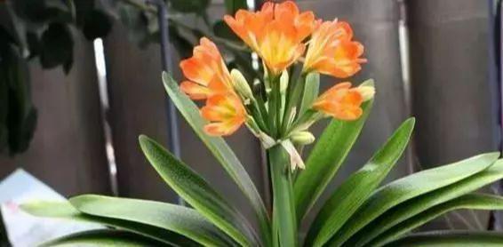 叶子|养君子兰,把几样东西丢盆里,花朵、新芽不停冒,叶子翠绿油亮