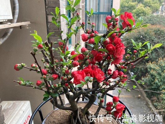 玉树|3种“老花树”,能活一百年,冬天不怕冷,开满“吉祥花”