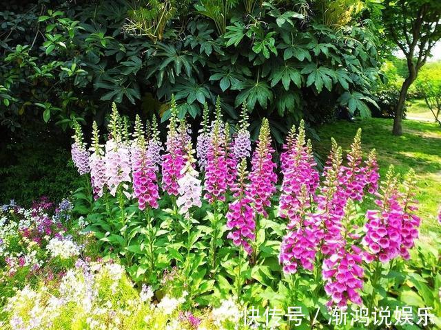 有机肥料|此花名字叫的“俗气”，但“开花量”比月季大，一年能长1米高