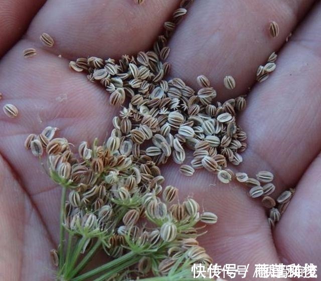 我们来了|如果它刚好长在你家地旁,请记得采摘草籽,有价值,并且很珍贵