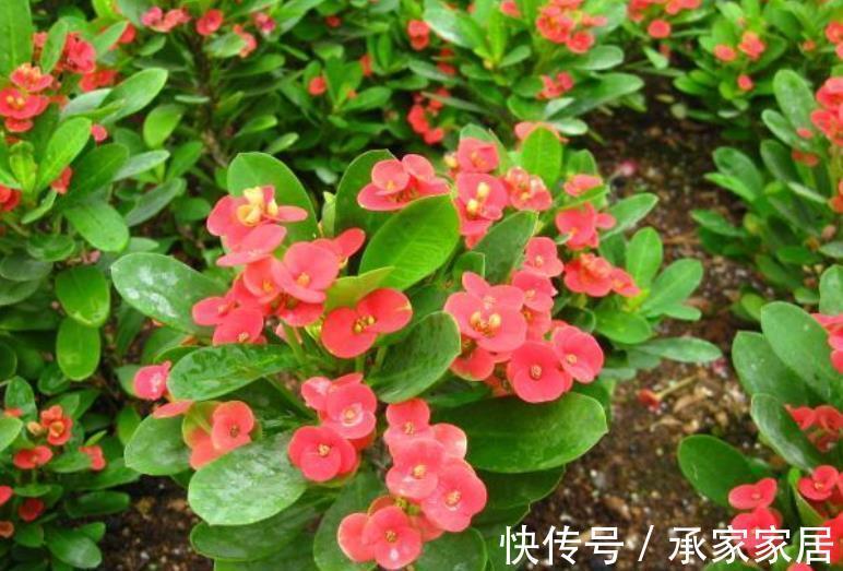 皮实|适合新手的6种漂亮花，号称“开花机器”，养一盆多季节有花赏