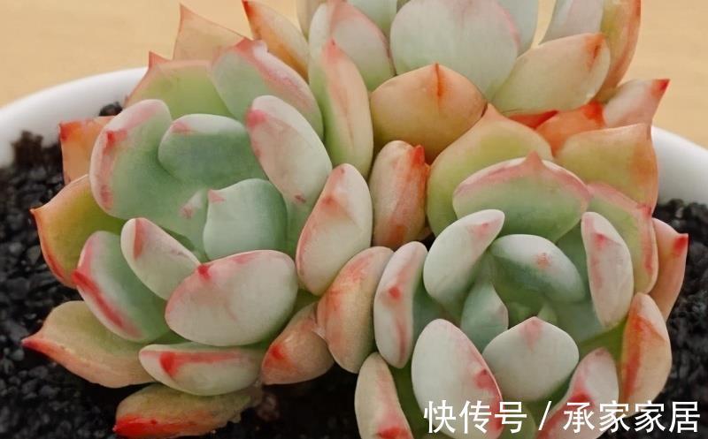 颜色|蜜桃格林,阳台上控养效果很明显的多肉,叶片短而圆,颜色粉嫩