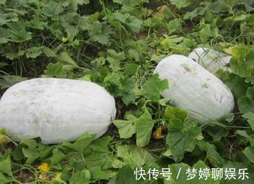 冬瓜|以前用来喂猪, 现在很多人都要抢着吃, 具有防癌的功效