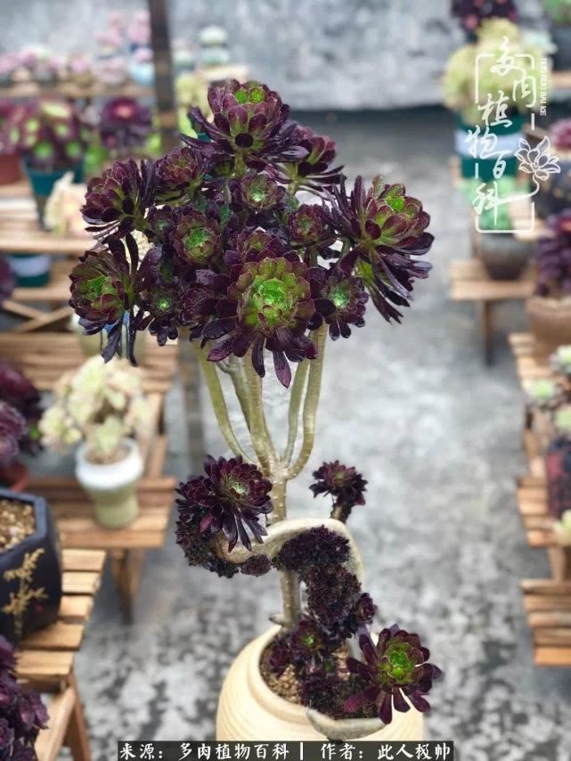 骄阳艳玫瑰，梦幻魔法师！独爱你的百媚千红！