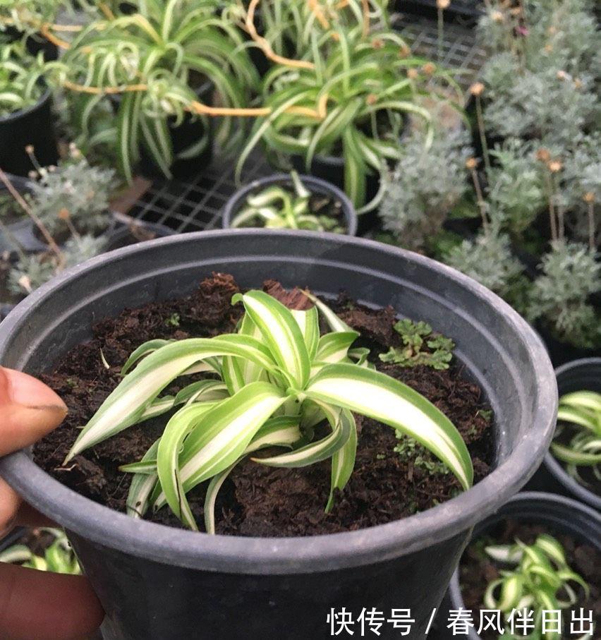 叶子|夏天里,这5种花需要勤浇水,叶子更鲜绿,长势更茂盛