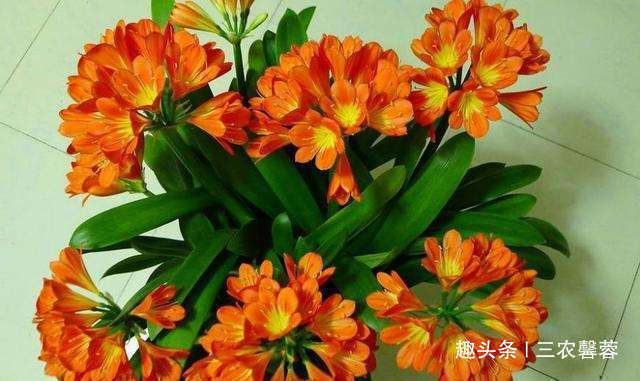 赵姐姐|君子兰1个月喝一瓶“它”,不用施肥,3个月后叶片肥厚开花50朵