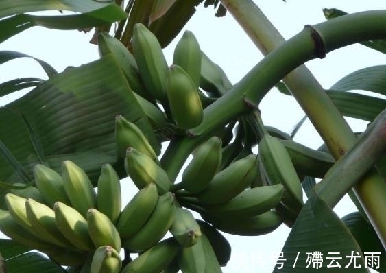 花盆|外公把坏香蕉埋在花盆里,竟长出不一样的盆栽,全家人都看呆了!