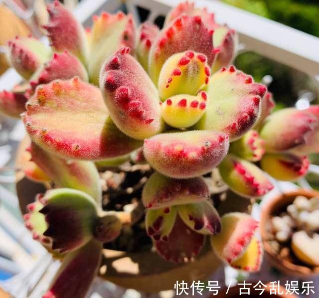 多肉|熊童子，花普货的价钱赏贵货的颜值，做好5点，红叶尖肥叶片都要