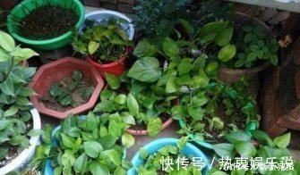 爱吃“油”的盆栽,你知道是什么吗只需喝2滴,1年养出百十盆