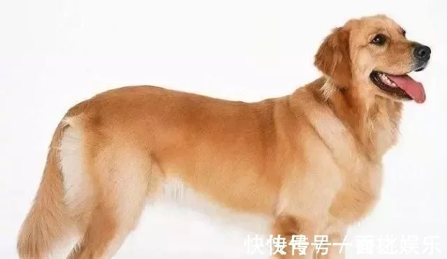 全球最忠实十大狗狗排名金毛第十，秋田犬第五，凶猛了我的土狗（世上最忠实的狗）