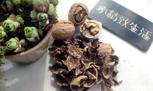 吃完3样东西,留下“废壳”,闷一闷拿来养花,比营养土强10倍!