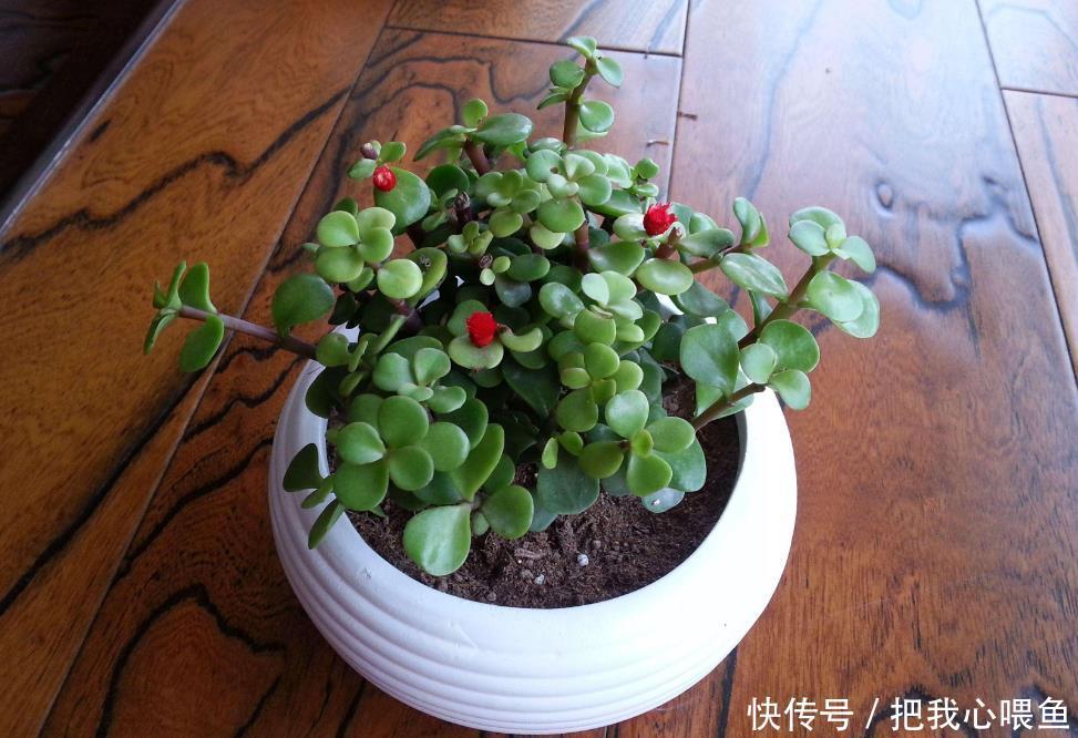 九华|有几种花购买要仔细了，长得很像，新人容易买错