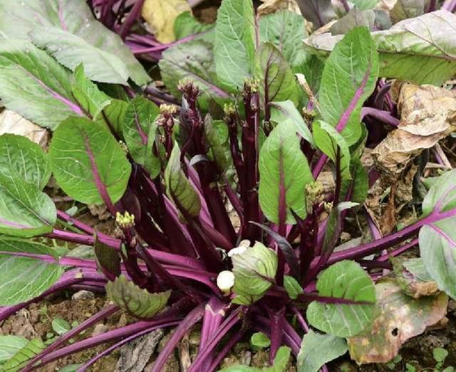 甲状腺激素|有甲状腺结节的人,到底还能不能吃十字花科类蔬菜注意一种吃法