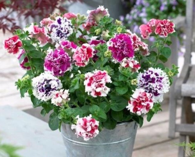 喜欢养花的尝试养重瓣花卉,不仅开花好看花期还长,还很好养活