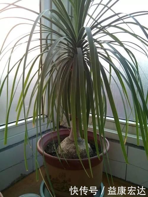 虎尾兰|客厅适合养的5种“耐旱花”，1个月不用浇水，反而爆盆！