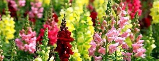 种子发芽温度|养花却不知道什么时候播种,看了此个就知道了