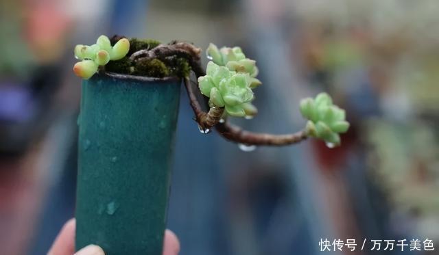 多肉饿着养,个个土肥圆,越矮越小越值钱