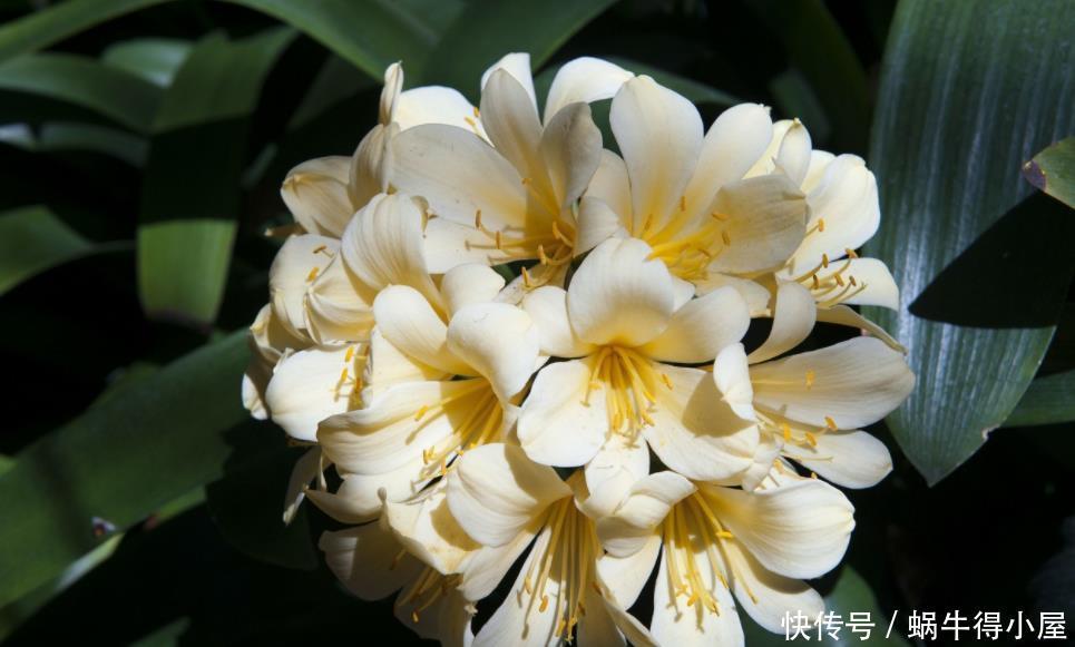 冬天|冬天养花一定要保暖,这4种花冬天就怕这些问题,一不小心就枯黄