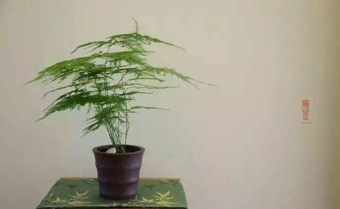 入冬后,这些花别折腾,越折腾越死